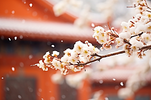 雪中腊梅环境芬芳摄影图