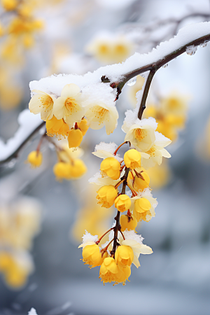 雪中腊梅花卉顶级摄影图