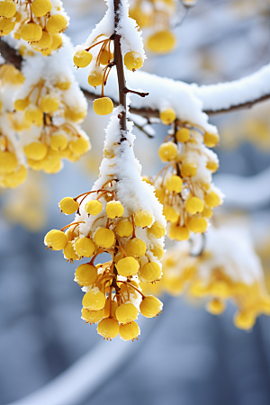雪中腊梅花卉寒冷摄影图