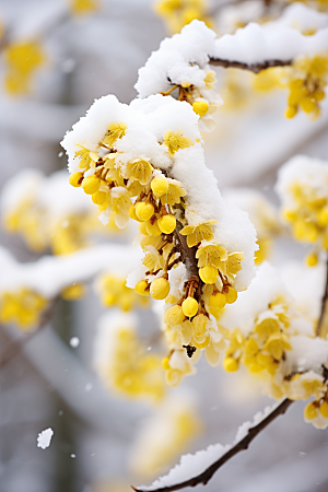 雪中腊梅高清寒冷摄影图