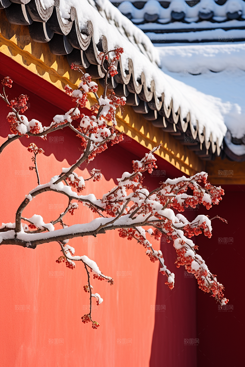 雪中腊梅高清唯美摄影图