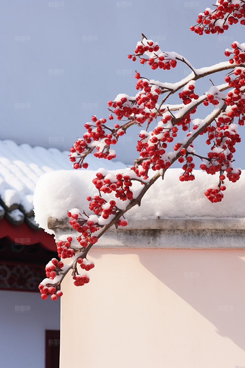 雪中腊梅高清芬芳摄影图