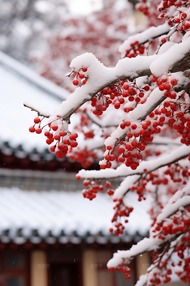 雪中腊梅冬天唯美摄影图