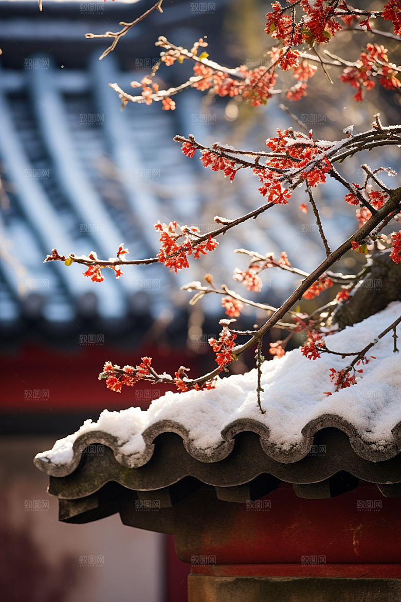 雪中腊梅冬季冬天摄影图