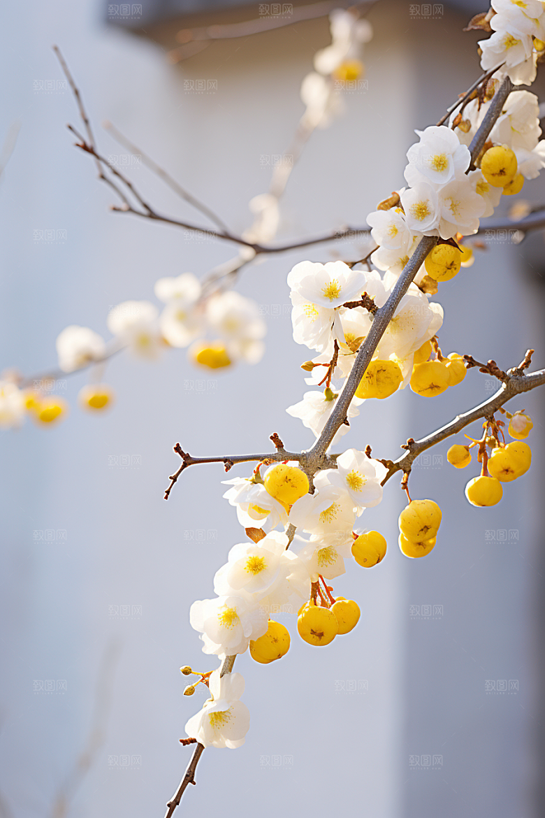 雪中腊梅芬芳寒冷摄影图