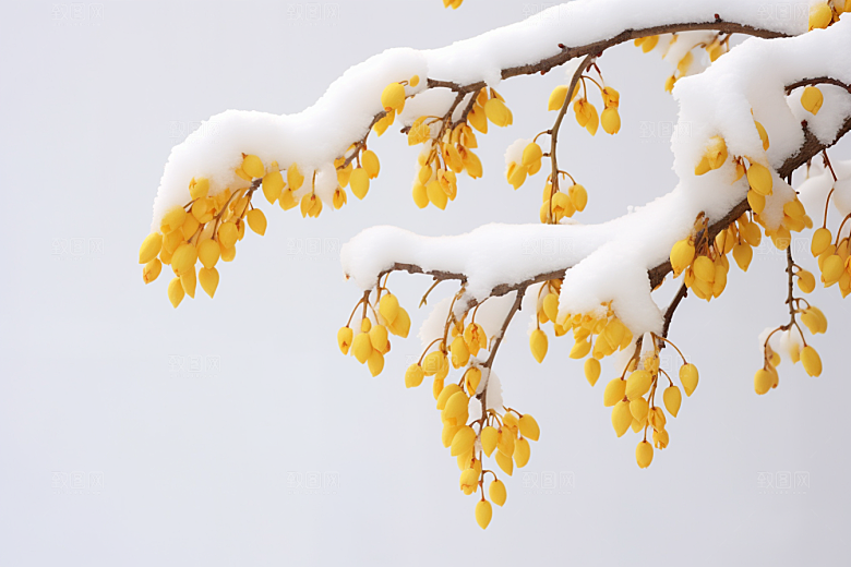 雪中腊梅冬天寒冷摄影图