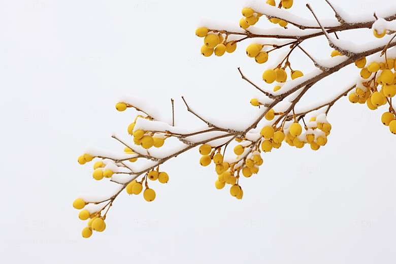 雪中腊梅梅花芬芳摄影图