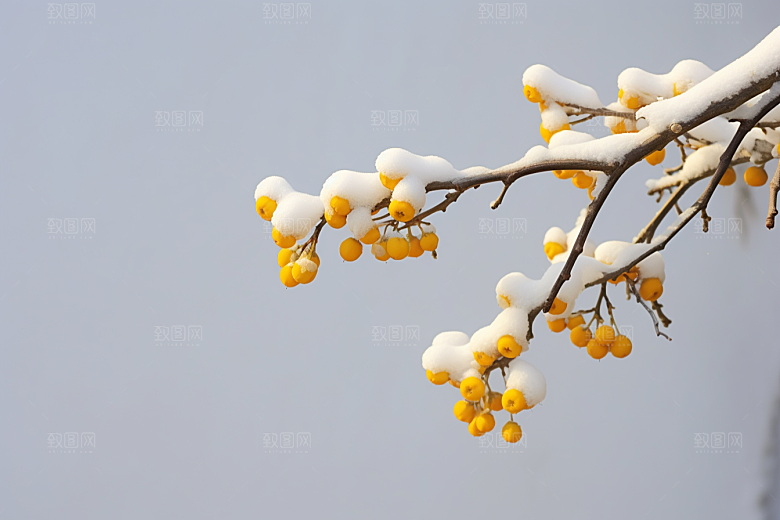 雪中腊梅冬季环境摄影图
