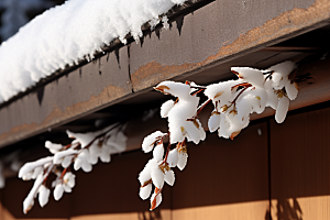 雪中腊梅冬天冬季摄影图