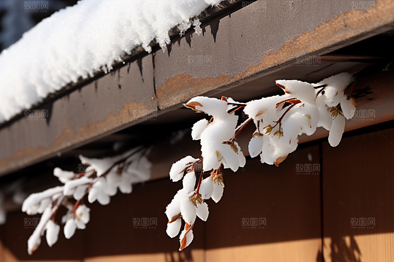 雪中腊梅冬天冬季摄影图