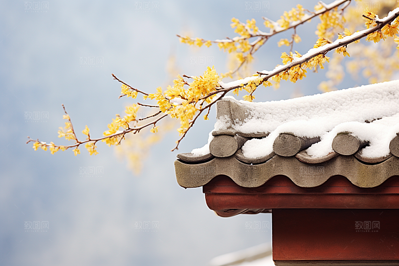 雪中腊梅高清环境摄影图