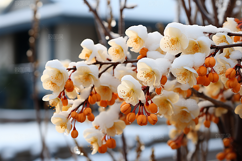 雪中腊梅高清冬天摄影图