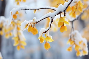 雪中腊梅冬天环境摄影图