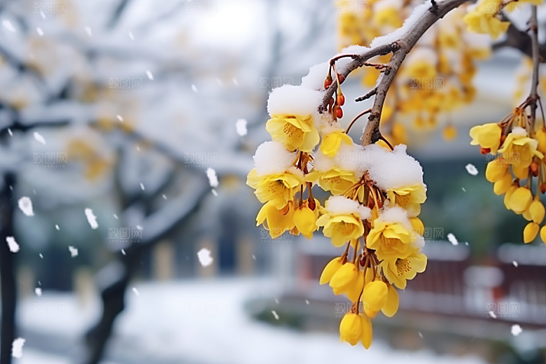 雪中腊梅自然冬天摄影图