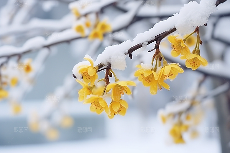 雪中腊梅冬天环境摄影图