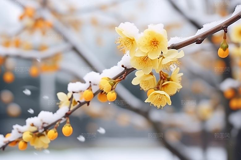 雪中腊梅芬芳梅花摄影图