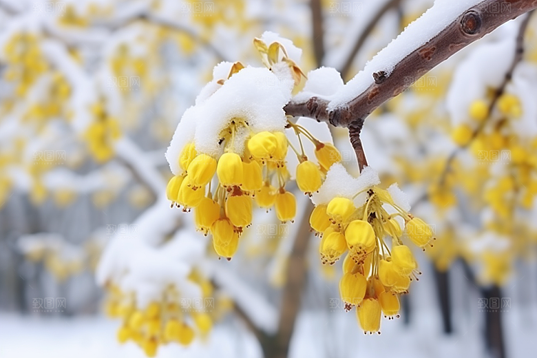 雪中腊梅唯美芬芳摄影图