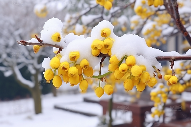 雪中腊梅梅花冬天摄影图