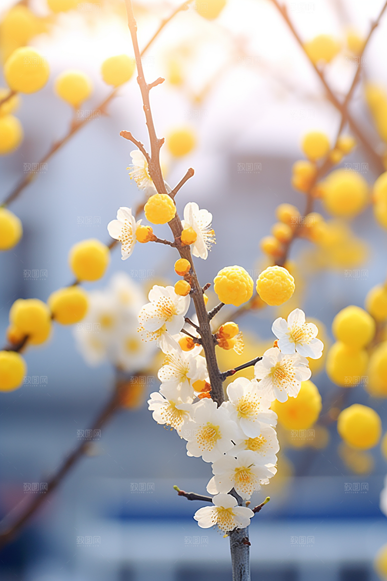 雪中腊梅自然冬季摄影图