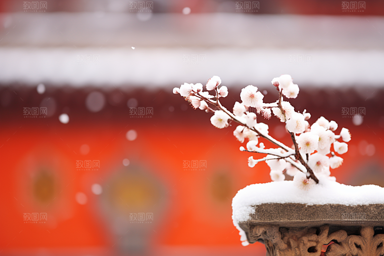 雪中腊梅自然冬天摄影图