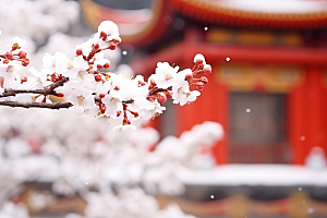 雪中腊梅花卉冬天摄影图