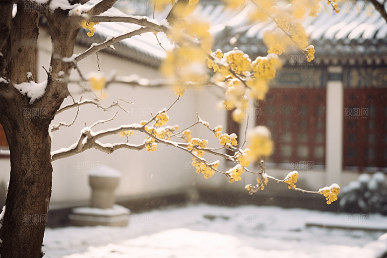 雪中腊梅梅花芬芳摄影图