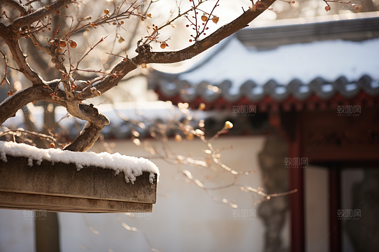 雪中腊梅自然环境摄影图
