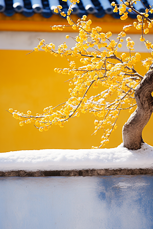 冬天腊梅花园林新中式摄影图