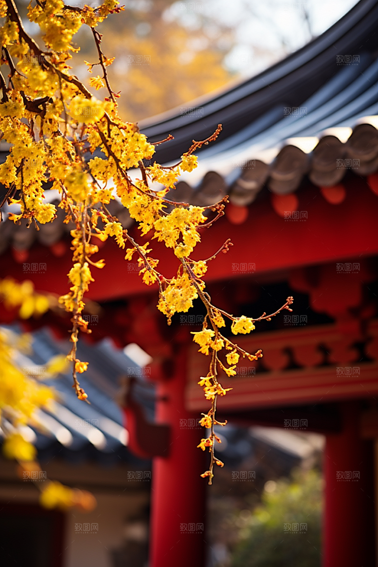 冬天腊梅花优雅传统摄影图