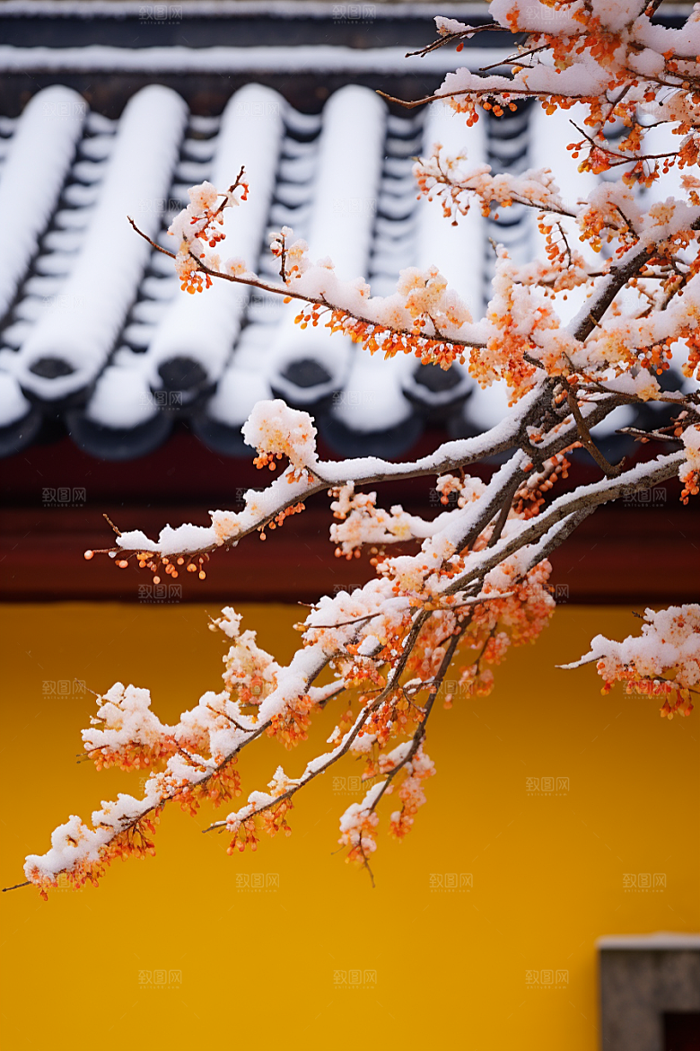 冬天腊梅花冬季传统摄影图