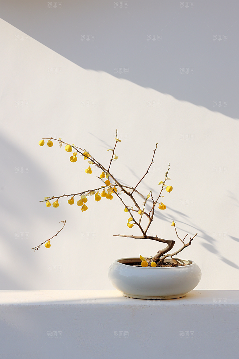 冬天腊梅花自然植物摄影图
