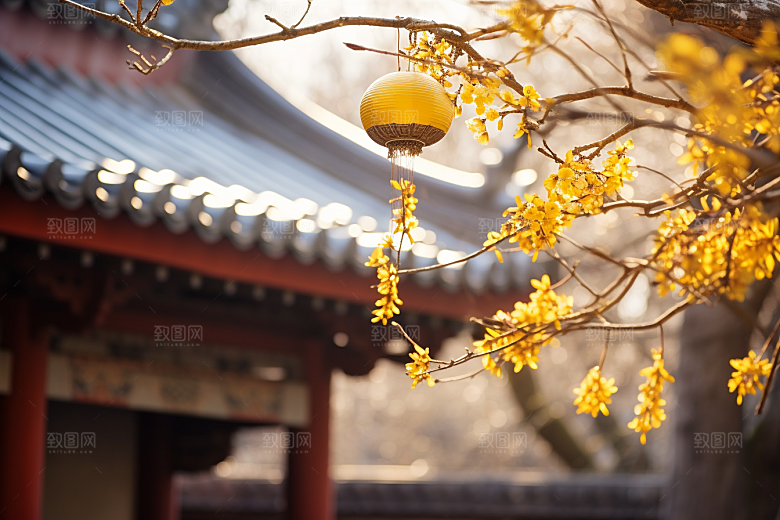 冬天腊梅花园林花卉摄影图
