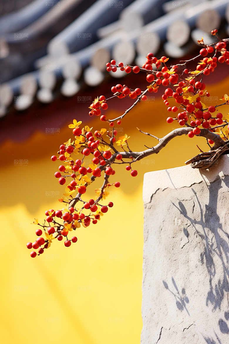 冬天腊梅花寒冷新中式摄影图