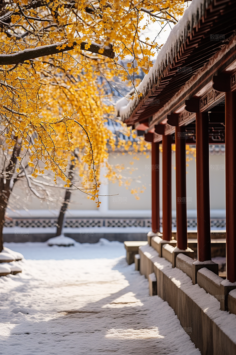 冬天腊梅花植物冬季摄影图