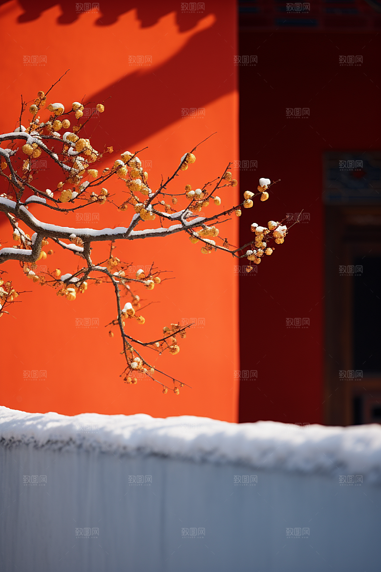 冬天腊梅花芬芳植物摄影图