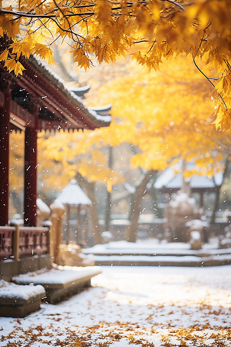 冬天腊梅花优雅植物摄影图