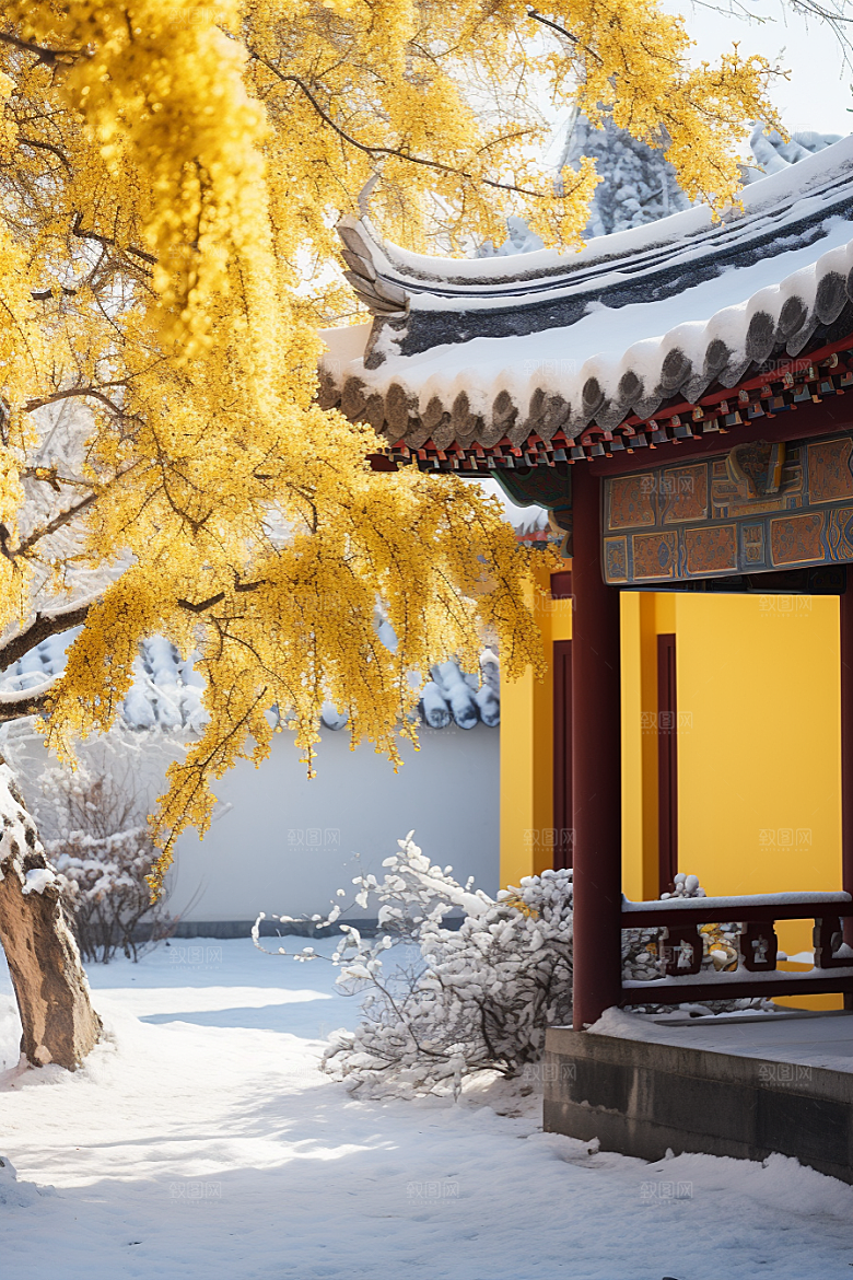 冬天腊梅花高清花卉摄影图