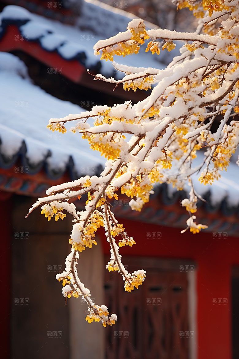 冬天腊梅花优雅寒冷摄影图
