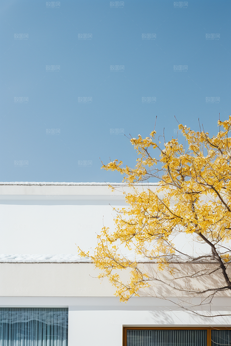 冬天腊梅花芬芳自然摄影图