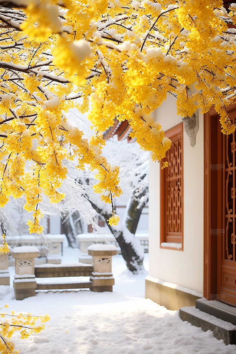 冬天腊梅花中国风芬芳摄影图