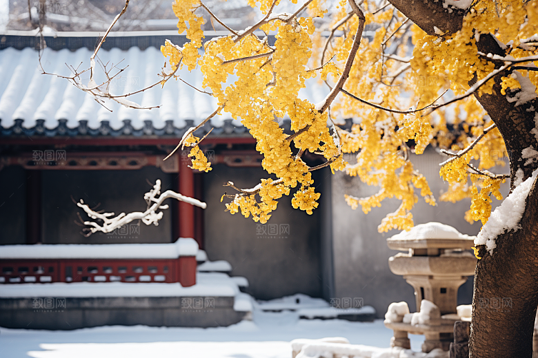 冬天腊梅花花卉中国风摄影图