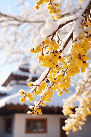 冬天腊梅花高清植物摄影图