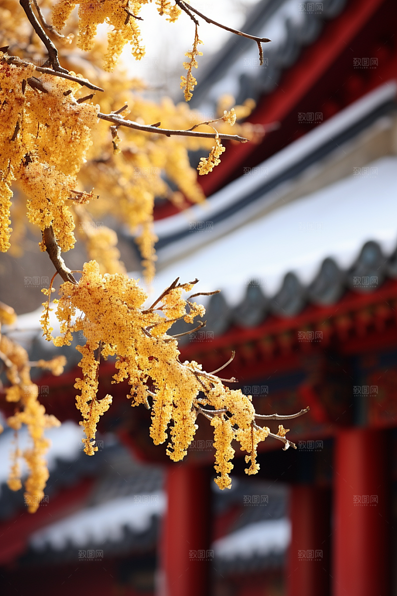 冬天腊梅花园林花卉摄影图