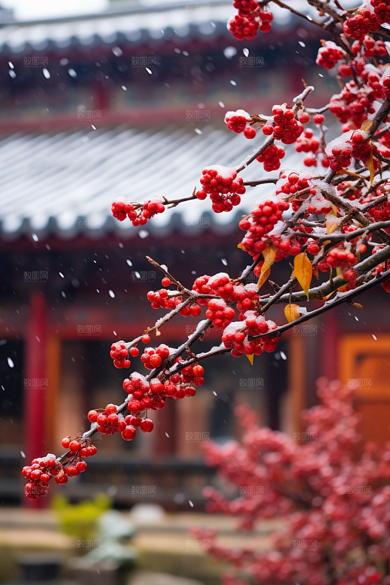 冬天腊梅花芬芳冬季摄影图