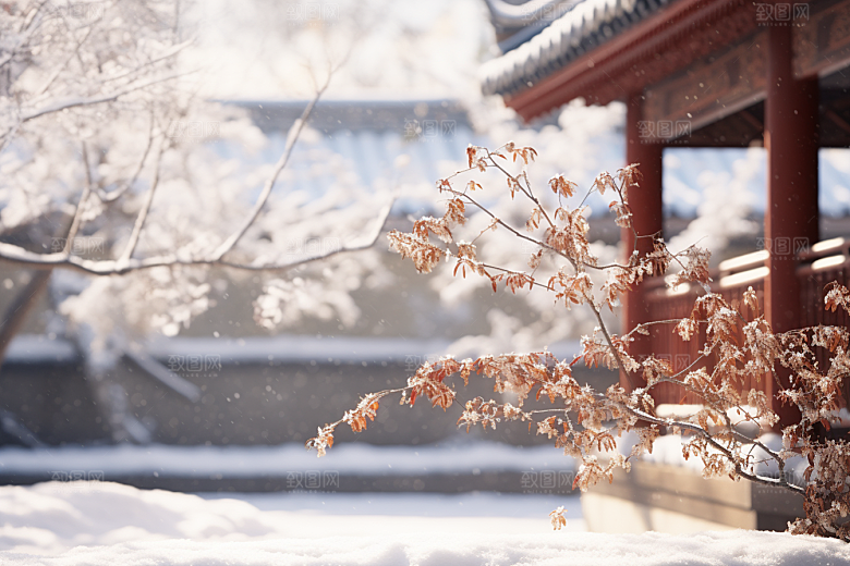 冬天腊梅花冬季高清摄影图