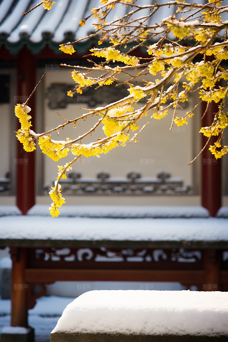冬天腊梅花芬芳植物摄影图