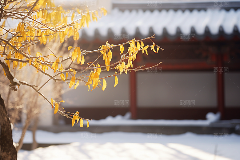 冬天腊梅花优雅寒冷摄影图