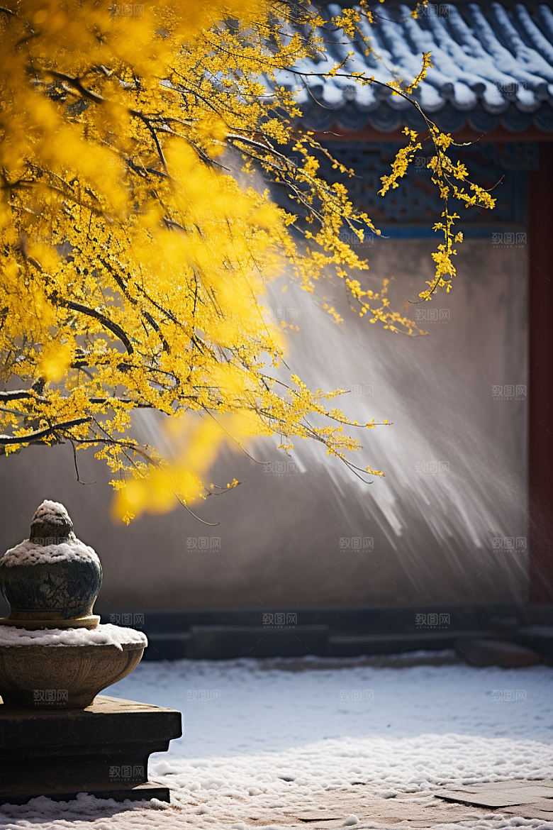 冬天腊梅花寒冷冬季摄影图