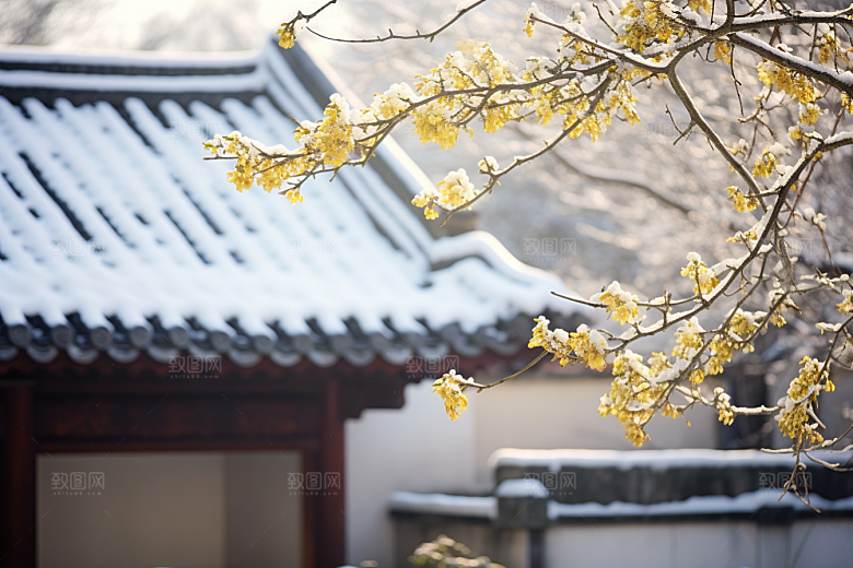 冬天腊梅花冬季自然摄影图