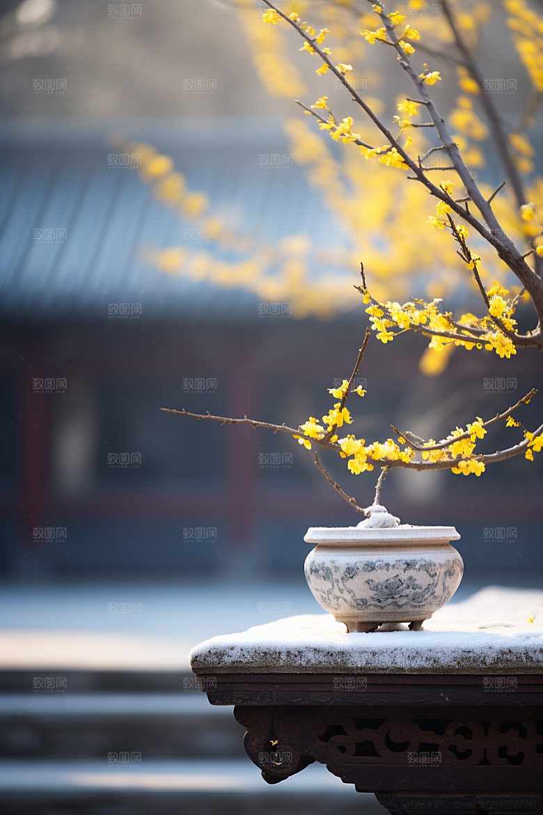 冬天腊梅花花卉冬季摄影图